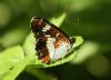 White Admiral at Belfairs N.R. (Steve Arlow) (83284 bytes)